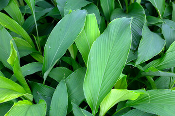 Green leaves of turmeric plant - obrazy, fototapety, plakaty