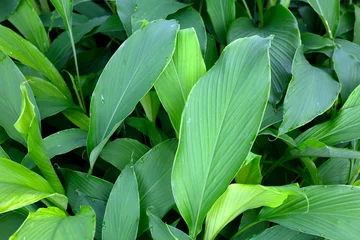Fotobehang Green leaves of turmeric plant © Bowonpat