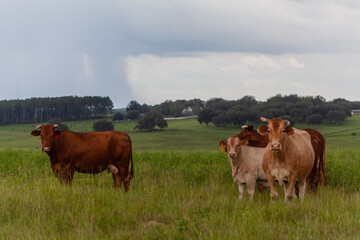 Cows in Pasture