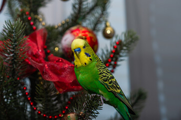 Adorable green budgie sitting on a Christmas tree