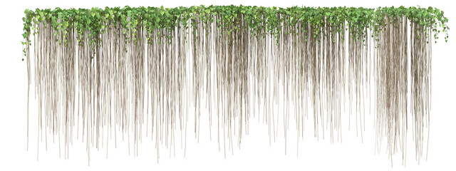 Cissus verticillata plant or  Princess vine with isolated on transparent background. png file, 3d rendering illustration, clip art and cut out © EcoSpace
