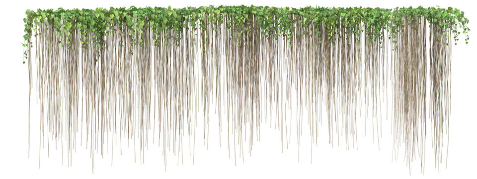 Cissus verticillata plant or  Princess vine with isolated on transparent background. png file, 3d rendering illustration, clip art and cut out