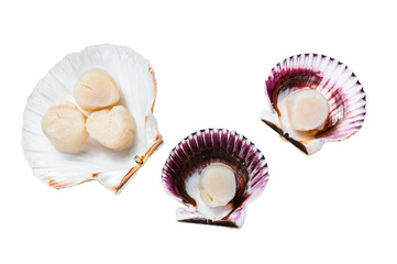 Raw seafood scallops meat on a shells.  Transparent background. Isolated.
