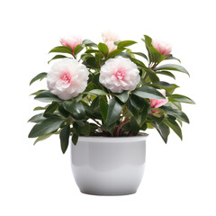 Pink Camellia plants (Camellia spp.) are transparent PNG format
