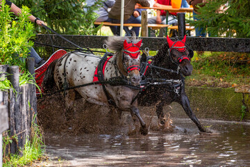 Pair of horses with red ear bonnets galloping through the water obstacle.