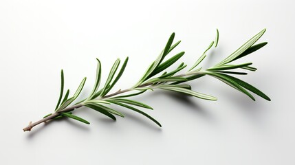 A rosemary twig on a white backdrop, isolated, close up, copy space, herbal, Generative AI.