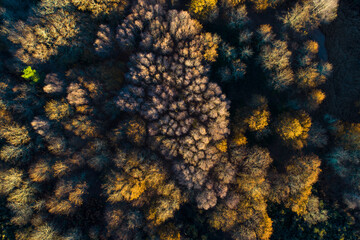 zenithal drone view of a deciduous forest in autumn at sunset, golden hour