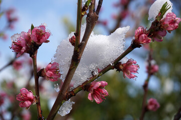 Snow on peach blossoms in spring