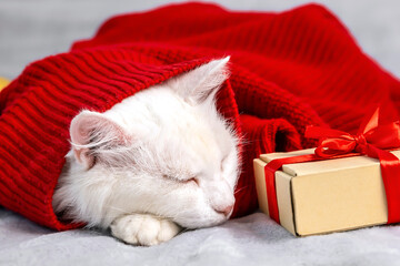 Cute beautiful white fluffy angora cat lying with gift box covered red warm sweater in cold...