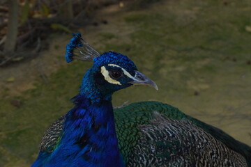 Fototapeta premium Pavone blu al real alcazar, Siviglia