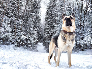 Dog German Shepherd in a forest or in a park in a winter day and white snow arround. Waiting eastern European dog veo and white snow