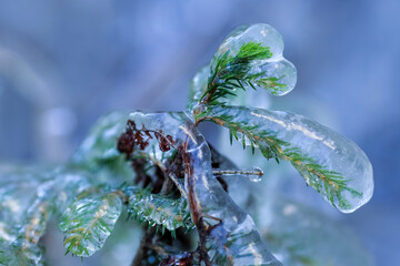 Frost on the plants