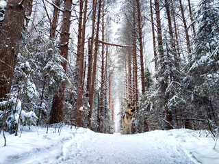 Fototapeta premium Dog German Shepherd in a forest or in a park in a winter day and white snow arround. Waiting eastern European dog veo and white snow