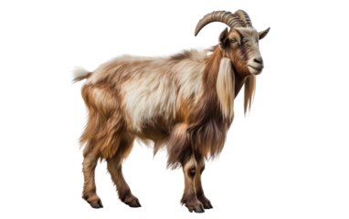 A Tranquil Image on a Transparent Canvas