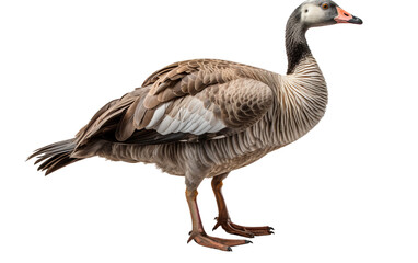 Goose Isolated on Transparent Background