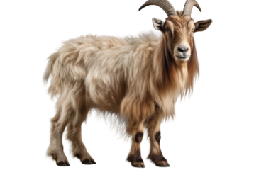 Goat Isolated on Clear Background
