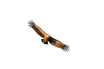 alimoche, buitre leonado con las alas desplegadas en vuelo, recortado a transparencia png