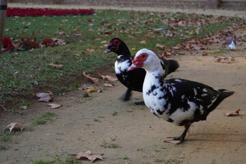 Anatra muta al Parco Maria Luisa, Siviglia