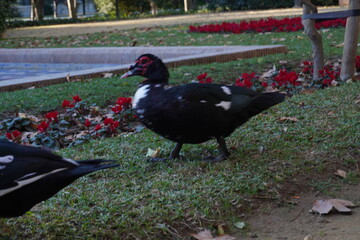 Anatra muta al Parco Maria Luisa, Siviglia