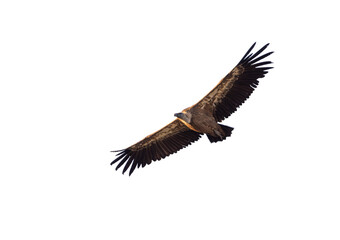 alimoche, buitre leonado con las alas desplegadas en vuelo, recortado a transparencia png