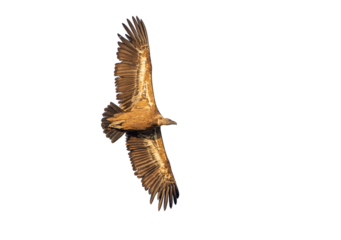 alimoche, buitre leonado con las alas desplegadas en vuelo, recortado a transparencia png