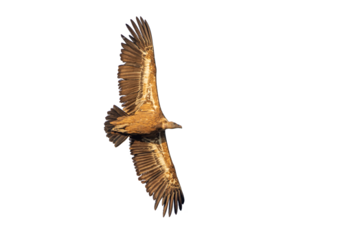 alimoche, buitre leonado con las alas desplegadas en vuelo, recortado a transparencia png