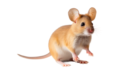 Mouse Isolated on Clear Background