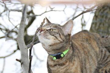 chat tigré roux et gris avec un collier vert dans un arbre qui renifle une branche