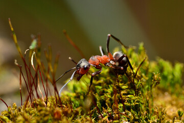 ant in the moss_3