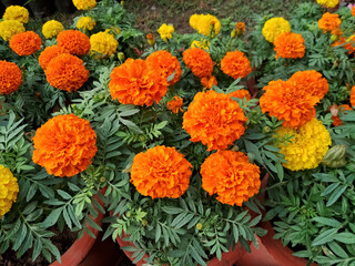 marigolds are blooming in the garden