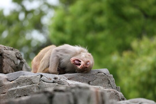 寝転びあくびをするアカゲザル - Powered by Adobe