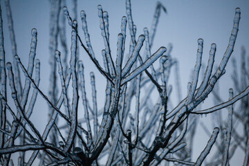 Frosty Spruce Branches.Outdoor frost scene winter background. Beautiful tree Icing in the world of plants and sunrise sky. Frosty , snowy, scenic