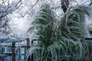 Frosty Spruce Branches.Outdoor frost scene winter background. Beautiful tree Icing in the world of...