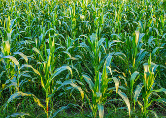 Obraz premium Green corn tree in the corn field