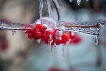 Red viburnum berries frozen by the first frosts in December. Viburnum fruits covered with ice and...