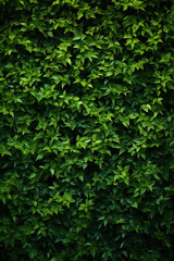 Green natural leaves background - obrazy, fototapety, plakaty