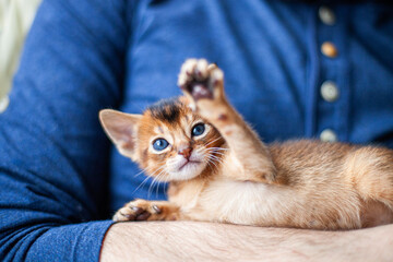 Fototapeta na wymiar Playful abyssinian ruddy kitten lying on mans hands. Cute one month old kitten playing raising paw. Pets care. Image for websites about cats. Selective focus.