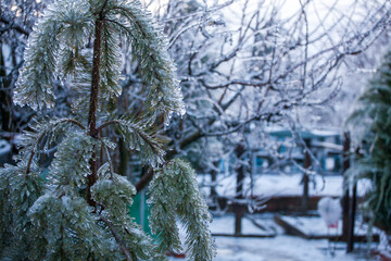 Frosty Spruce Branches.Outdoor frost scene winter background. Beautiful tree Icing in the world of...