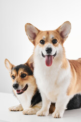 Pembroke Welsh Corgi portrait isolated on white studio background with copy space, family of two purebred dogs
