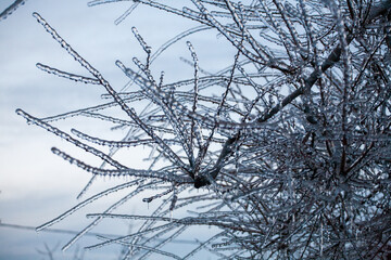 Icing in the world of branch with long green needles covered with a thin layer of ice on a winter day. - 696356989