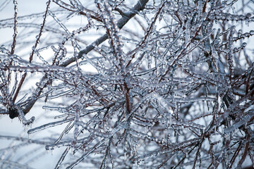 Frosty Spruce Branches.Outdoor frost scene winter background. Beautiful tree Icing in the world of plants and sunrise sky. Frosty , snowy, scenic - 696357130