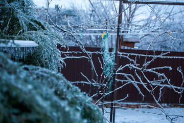 Icing in the world of branch with long green needles covered with a thin layer of ice on a winter day. - 696357325