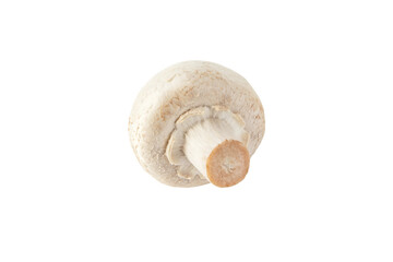 White champignon mushroom button isolated transparent png. Agaricus bisporus. Immature fruit body with the veil intact.