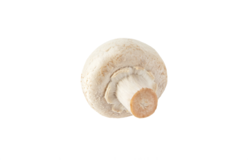 White champignon mushroom button isolated transparent png. Agaricus bisporus. Immature fruit body with the veil intact.