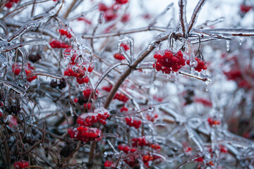 Red viburnum berries frozen by the first frosts in December. Viburnum fruits covered with ice and frost. Winter berries with vitamins - 696357907