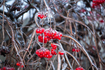Red viburnum berries frozen by the first frosts in December. Viburnum fruits covered with ice and frost. Winter berries with vitamins - 696357957
