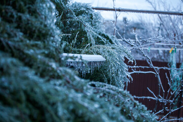 Icing in the world of branch with long green needles covered with a thin layer of ice on a winter day. - 696358546