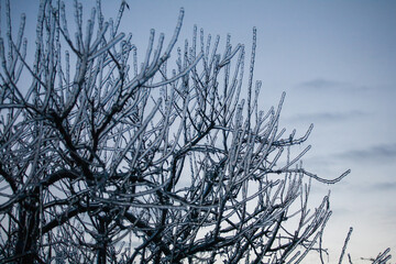 Icing in the world of branch with long green needles covered with a thin layer of ice on a winter day. - 696358946