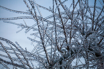 Icing in the world of branch with long green needles covered with a thin layer of ice on a winter day. - 696360134