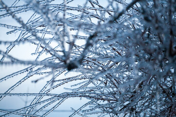 Frosty Spruce Branches.Outdoor frost scene winter background. Beautiful tree Icing in the world of plants and sunrise sky. Frosty , snowy, scenic - 696360773